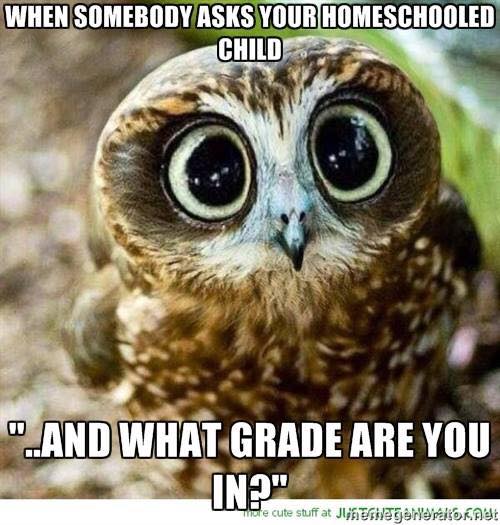 The best homeschool memes - funny, serious and sarcastic homeschool memes