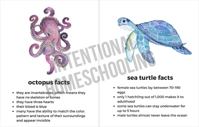 sea creature fact cards Sea Creature Fact Cards - Great for any ocean unit study!