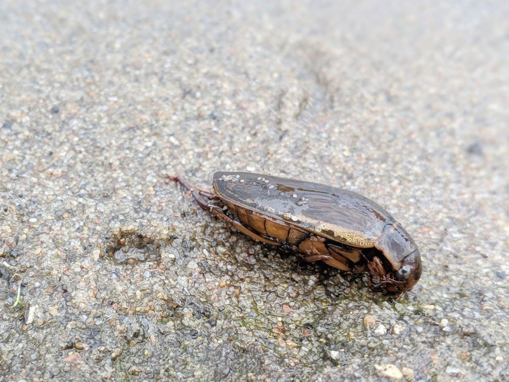 water beetle