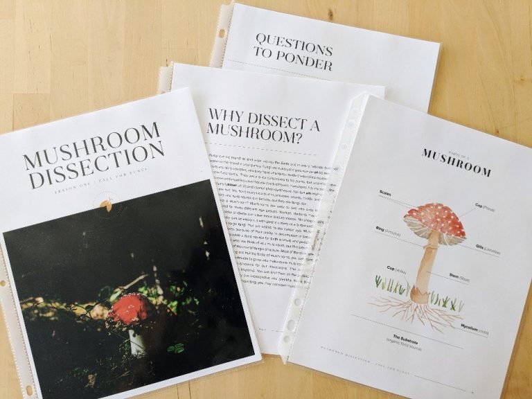 A peek inside the Elementary Homeschool Bundle - what we are using and how we are incorporating it