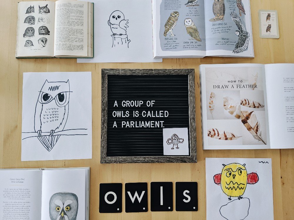 Free Owl Unit Study Resources