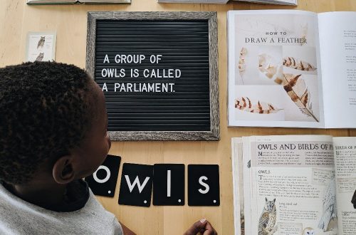 Free Owl Unit Study Resources