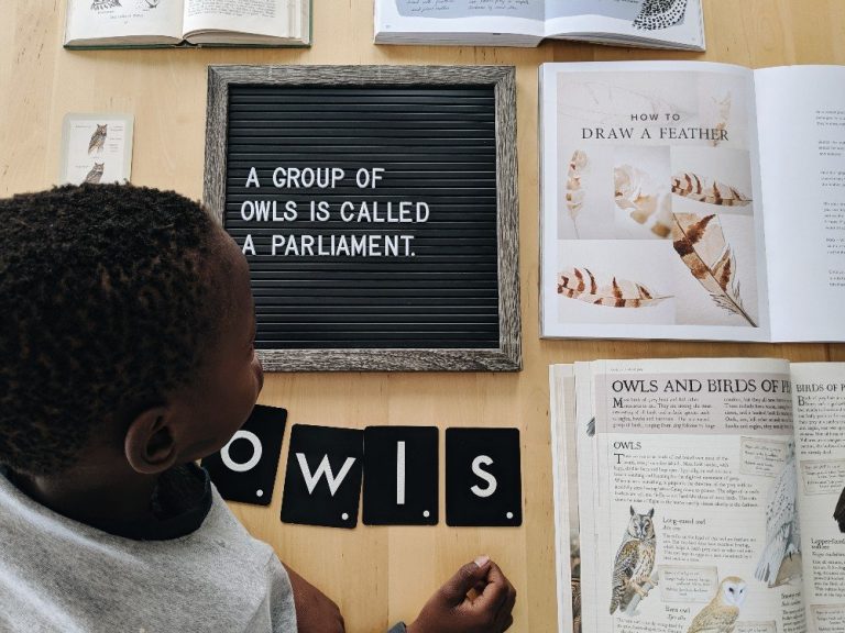 Owl Mini Unit Study Resources