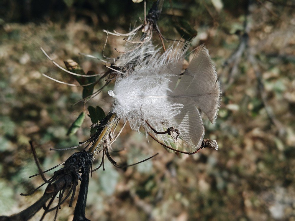 Fall Nature Study Ideas and a Free Printable Autumn Nature Scavenger Hunt