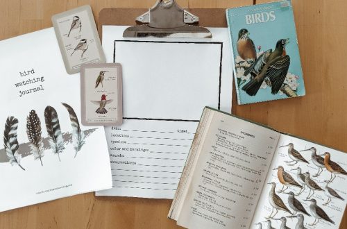 Bird Watching Journal - a printable nature study journal