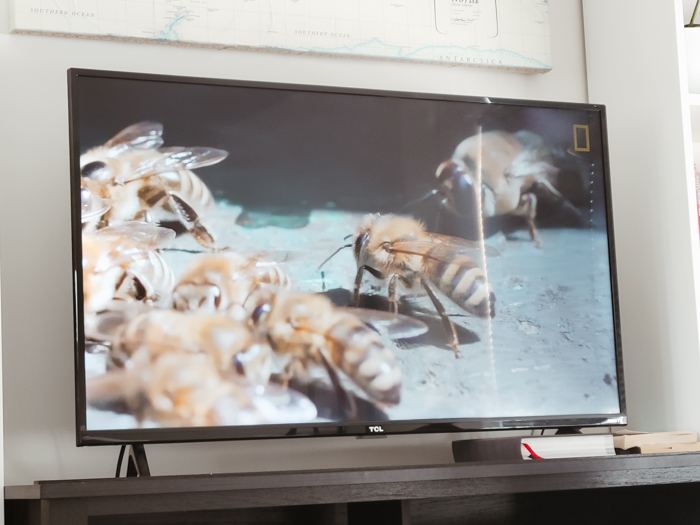 Butterflies & Bees Research Unit - Homeschool Unit Study - Homeschool Day in the Life